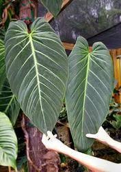 Philodendron Gigas Plants Philodendron Unusual Plants