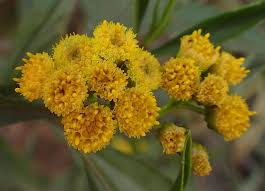 Image result for Psiadia punctulata