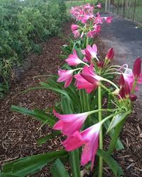 Image result for Crinum jasonii
