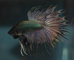 Bettas are native to thailand, cambodia, laos, vietnam, malaysia and bettas prefer calm water with a ph between 6.8 and 7.5. Breeding Archives Betta Source
