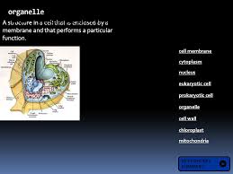 Check spelling or type a new query. How Is A Cell Like A City Cell Analogies Ppt Download