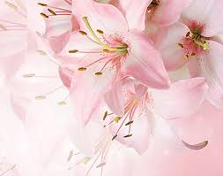 Apakah anda kesusahan menentukan hiasan dinding yang bagus di cafe ? 15 Gambar Bunga Lily Wallpaper Us 8 12 56 Off Foto Kustom Wallpaper Lukisan Dinding Seni Modern Romantis Minimalis S Pink Wallpaper Abstract Artwork Abstract
