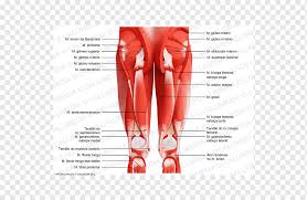 The anterior muscles are the subclavius, pectoralis minor and the serratus anterior and the posterior muscles are the trapezius, levator scapulae muscles that move the arm. Posterior Compartment Of Thigh Human Leg Muscles Of The Hip Gluteus Anatomy Arm Shoe Png Pngwing