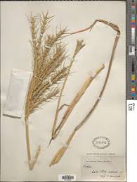 Image result for Vossia cuspidata