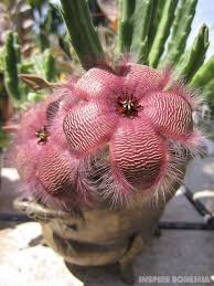 Inspire Bohemia Cactus Plants Plants Succulents