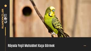 ruyada muhabbet kusu gormek ruyada yesil muhabbet kusu gormek
