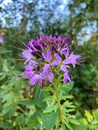 Image result for Cleome