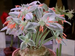 Sinningia Sukulent Nasil Buyur Ve Bakimi Turkiye Nin Sukulent Ve Kaktus Marketi