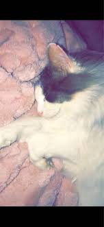 Kennels, catteries, cat boarding, boarding cattery, cat breeding, pet boarding kennels, breeding. Melton Best Pet Boarding Grooming For Dogs Cats With Pickup Petbacker Vic