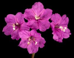 Image result for Commicarpus grandiflorus