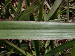Image result for Urochloa brizantha