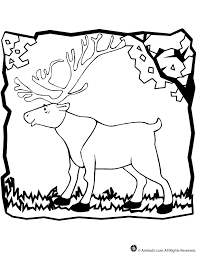Coloring pages, colored pencils, pens & cookies provided. Caribou Coloring Page Woo Jr Kids Activities