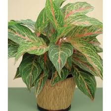 Aglaonema Jazzed Gems Sparkling Sarah Aglaonema Hybrid