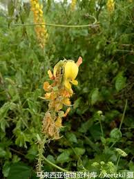 Image result for Crotalaria cleomifolia