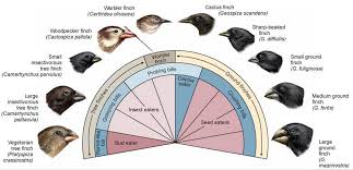 The medium ground finches have larger beaks and thus apart from small seeds they can also break open the large seed. The Beaks Of Darwin S Finches Evolution And Natural Selection The Evolution And Diversity Of Life The Living World
