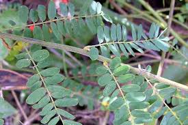 Image result for Abrus canescens