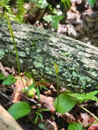 Image result for Ophioglossaceae