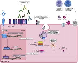 Usefulness of inhaled magnesium sulfate in the coadjuvant management of severe asthma crisis in an emergency department. Complement Membrane Attack Complex The American Journal Of Pathology
