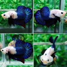 Imported Hmpk Fancy Dragon Betta Fish Male Amazing Color Ikan Cupang Ikan Mengagumkan