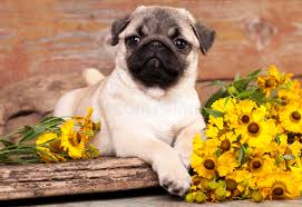 We've gathered more than 5 million images uploaded by our users and sorted them by the most popular ones. 14 913 Puppy Flowers Photos Free Royalty Free Stock Photos From Dreamstime