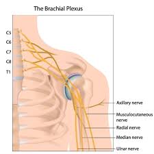 Injuries to the scapula are usually from an the clavicle attaches to several muscles connecting it to the arm, the chest and the neck. Outpatient Orthopedic Shoulder Surgery Your Pain Relief Options American Society Of Regional Anesthesia And Pain Medicine