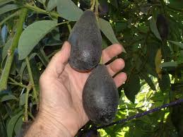 Grafted fruit trees for sale. Avocado Tree Grafted Free Shipping 8 Varieties Cold Tolerant When Mature Little Cado Wurtz Brogdon Fantastic 2 Tall Including 2 Or 3g Pot Not Certified Organic No California A Natural Farm
