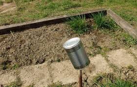 Maulwürfe schaden mit ihren oberflächennahen tunnelsystemen wurzelwerk und pflanzen. Maulwurf Wuhlmaus Sicher Aus Dem Garten Vertreiben Mit Wind