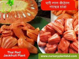 Jackfruit trees are not viable at 4000 feet above sea level or higher, and they do not survive well in areas of high or. The Best Thai Red Jackfruit Trees For Sale 2021