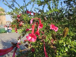 Maybe you would like to learn more about one of these? Iroon Com Photos Qantu The National Flower Of Peru