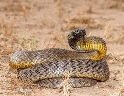 Grand prix de toscane, italie, 2020, 1h35. Au Coeur De L Australie Sauvage 30 04 21 08 04 Voir Le Replay