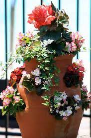 Begonias Strawberry Pot Strawberry Pots Garden Plants Plants