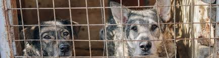 As we grow, we will continue to improve our already amazing product, and will find other ways to share revenues with you to help increase pet adoptions. Spay Neuter Resources Georgia Spot Society