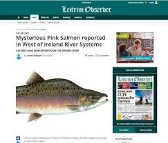 County , 589 sq mi , n republic of ireland. Mysterious Pink Salmon Reported In West Of Ireland River Systems Leitrim Observer Fishing In Ireland Catch The Unexpected
