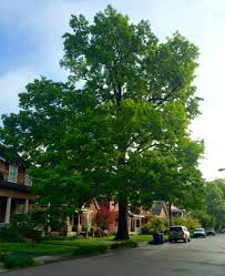 Find tree service near you by using your better business bureau directory. The Professional Full Service Tree Care Company In Lexington