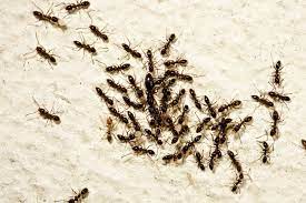 We say that people live in _ when they don't have enough money to pay for their food or housing. Extermination Services Woodbridge Va Blake S Pest Control