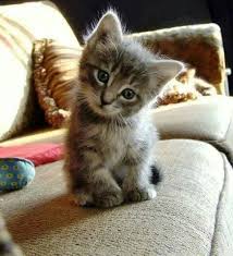 Ternurita Baby Katzen Lustige Katzen Tiere