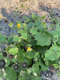 Image result for Abutilon lauraster