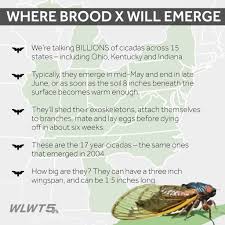 Wlwt Ok Cincinnati Let S Talk Cicadas After 17 Years They Re Coming And There S Nothing You Can Do About It This Is The Big One The Same Buzzing And Massive Brood