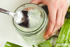 Aloe vera ist eine erstaunliche pflanze: Aloe Vera Gel Einfach Und Kostenlos Selbst Herstellen
