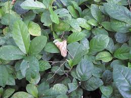 Image result for Petiveria