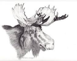 Drawings Of Moose Majestic Bull Moose Head Drawing S Howing The Injuries Done To His Moose Pictures Bull Moose Moose Download and use them in your website, document or presentation. majestic bull moose head drawing s