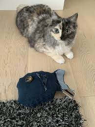 古着リメイクで 魚 猫のおもちゃ デニムの切れ端で猫グッズdiy 猫 おもちゃ 猫 魚