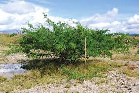 Image result for Prosopis juliflora