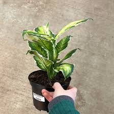 Image result for beautiful dieffenbachia