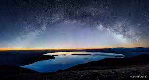 Image result for Monotes magnificus