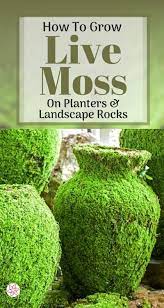 How To Grow Moss On Pots And Rocks Container Water Gardens Landscaping With Rocks Container Water Gardens Moss Planter