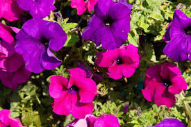 Lalbagh independence day flower show 2014 flowers count : Pink And Purple Petunias Varieties For Your Garden Garden Tabs