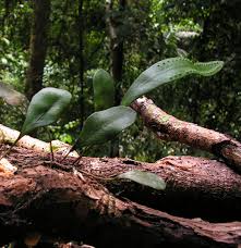 Image result for Heteromorpha stenophylla