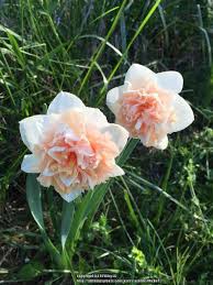 Double Daffodil Narcissus Flower Surprise Uploaded By Mieko2 Bulb 15 Cm Blooms In April May Height 14 To 16 Zone 3 Narcissus Flower Daffodils Flowers