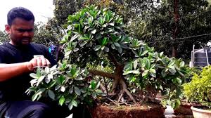 Ficus benjamina 1 month 1 week ago #63549. Reporting Bonsai Tree Ficus Micropara How To Make Bonsai Reporting And Bonsai Tree Bonsai Bonsai Care